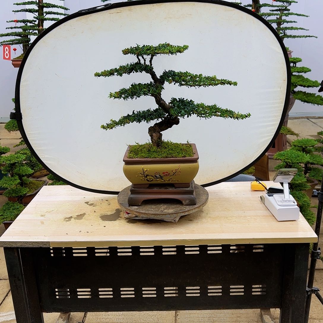 盆景直播间1️⃣物1️⃣拍