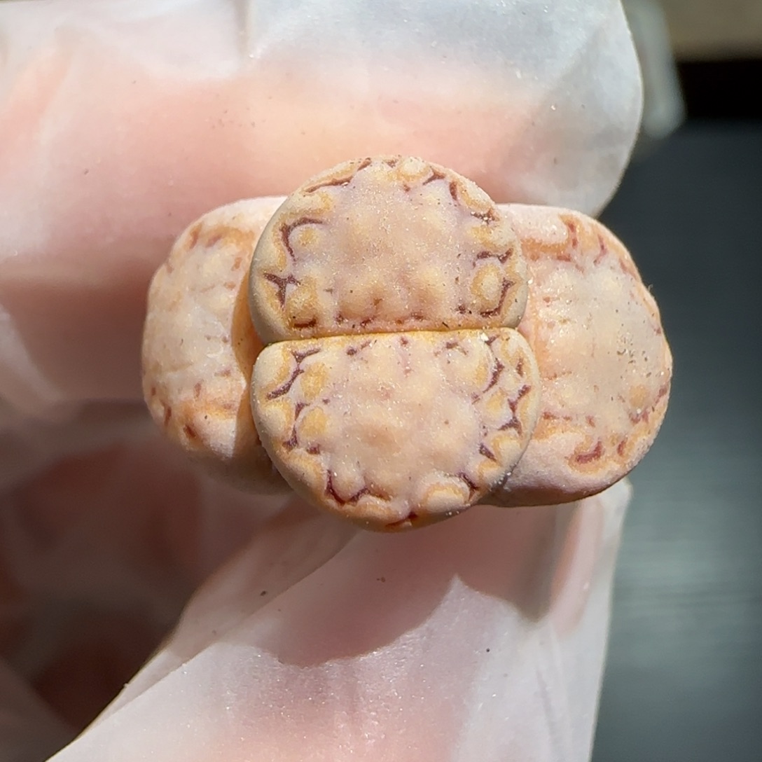 3.7，.6饼干一颗，9016