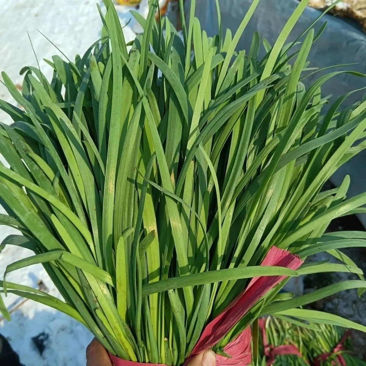 普通快递山东新鲜头茬韭菜农家现割产地直发新鲜蔬菜饺子馅菜当季