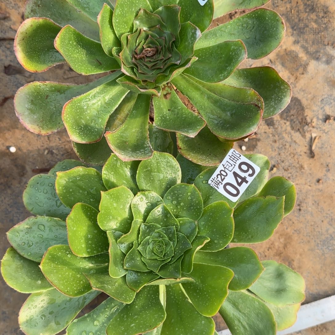 多肉049+050满20包邮断枝不包