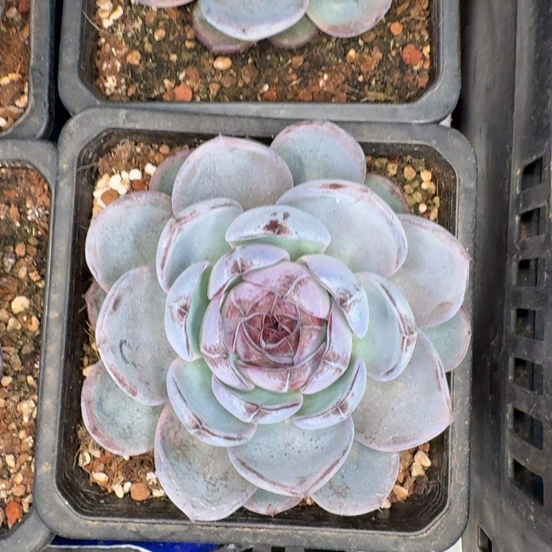 从前慢多肉精选编号1128.大黑橙