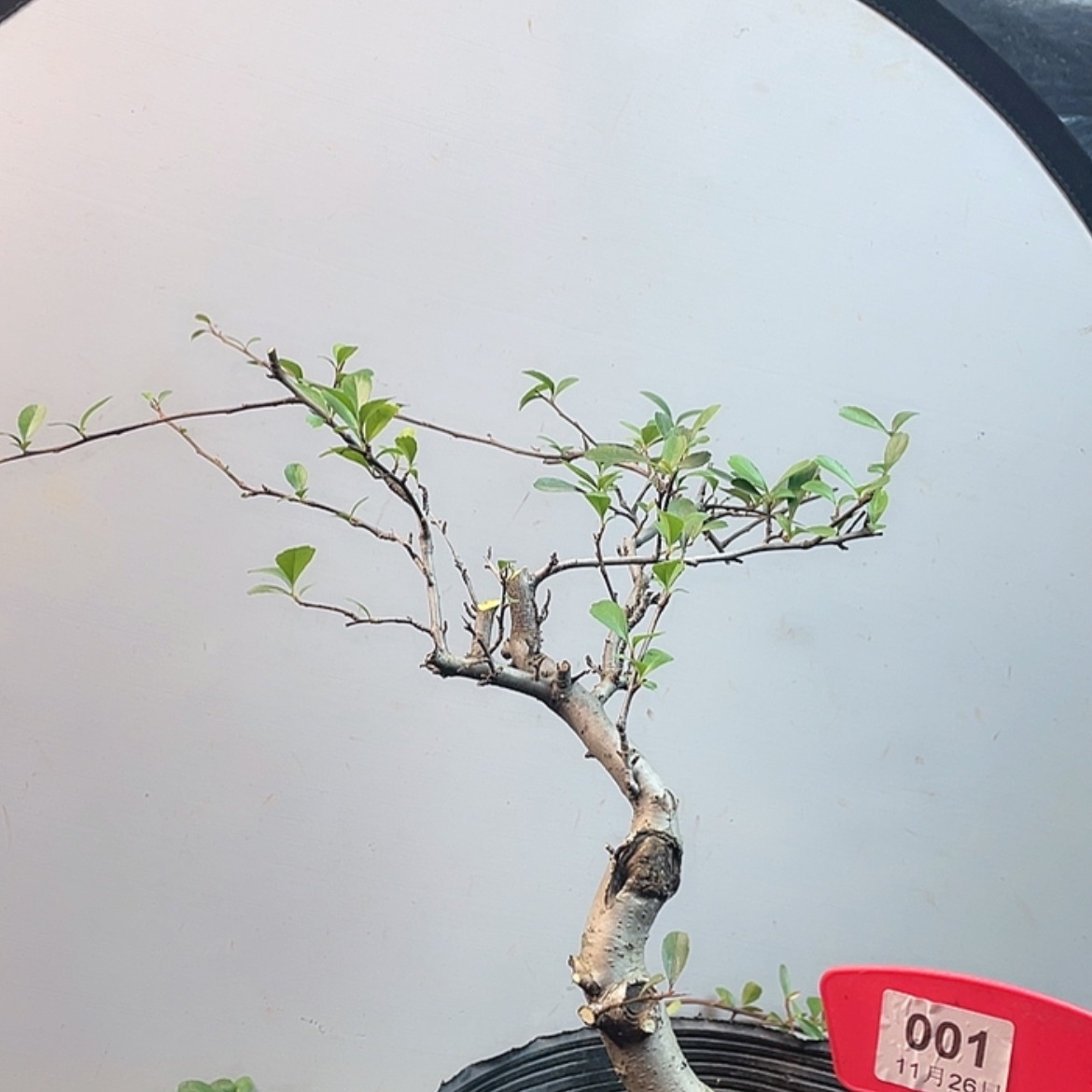 【闪购商品】无花朵001