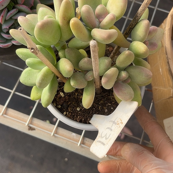 两单包邮，一物一拍131芒果奶