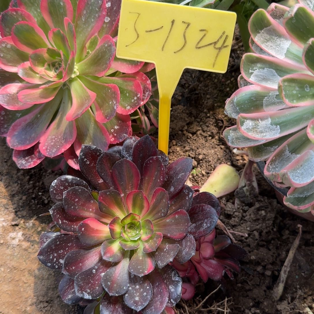 3-1324---多头多肉植物花蝴蝶