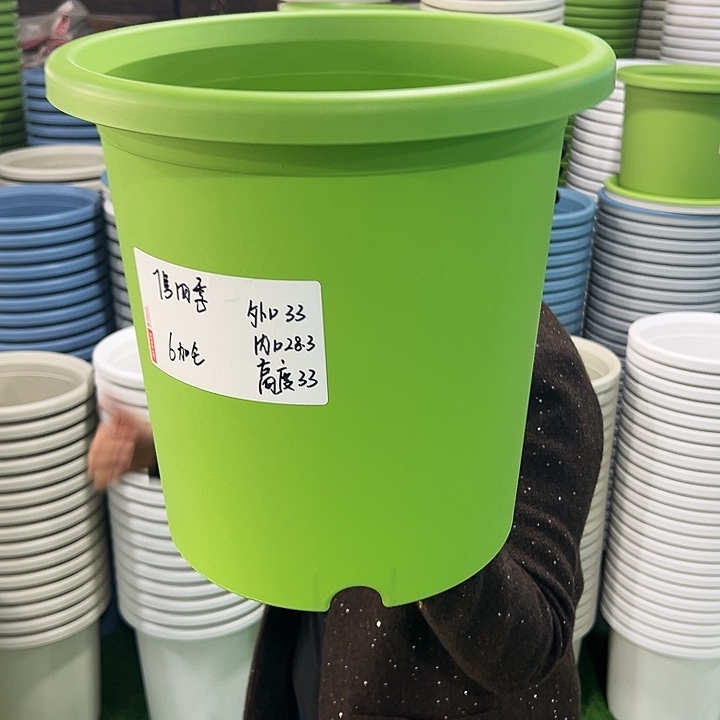 特价7号四季口33高33果绿无托6只