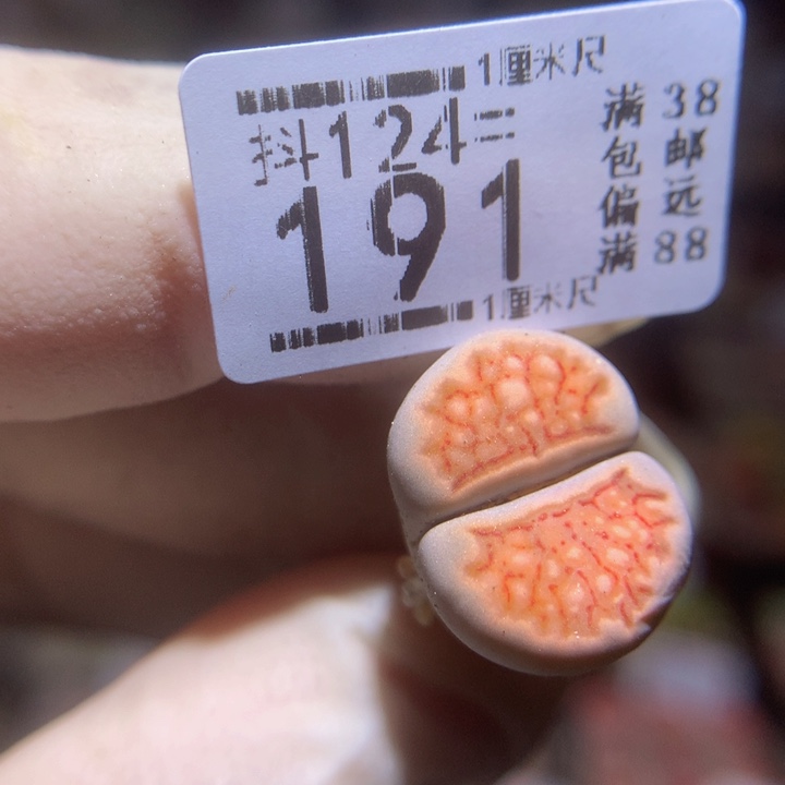 舞**蹈精品生石花124.191