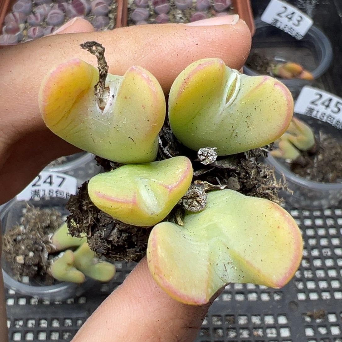 【闪购商品】248……