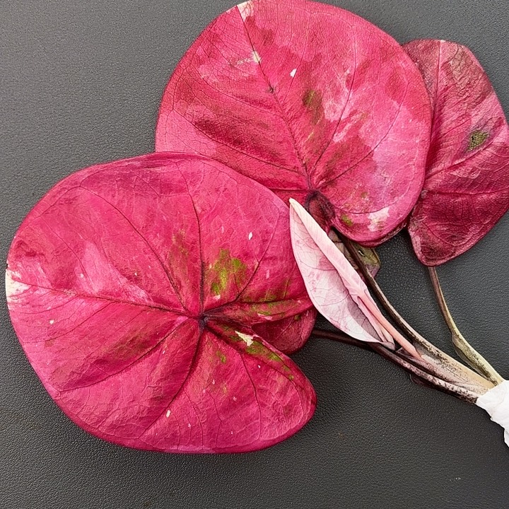 11-1205哈拉吧啦广东现货