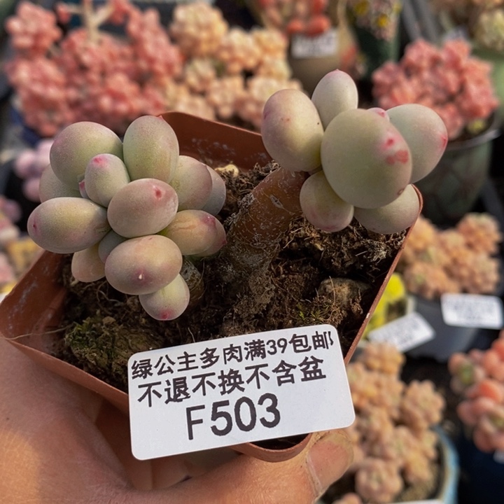 四代苹果奶503多肉植物