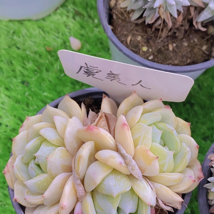 多肉植物，一物一拍