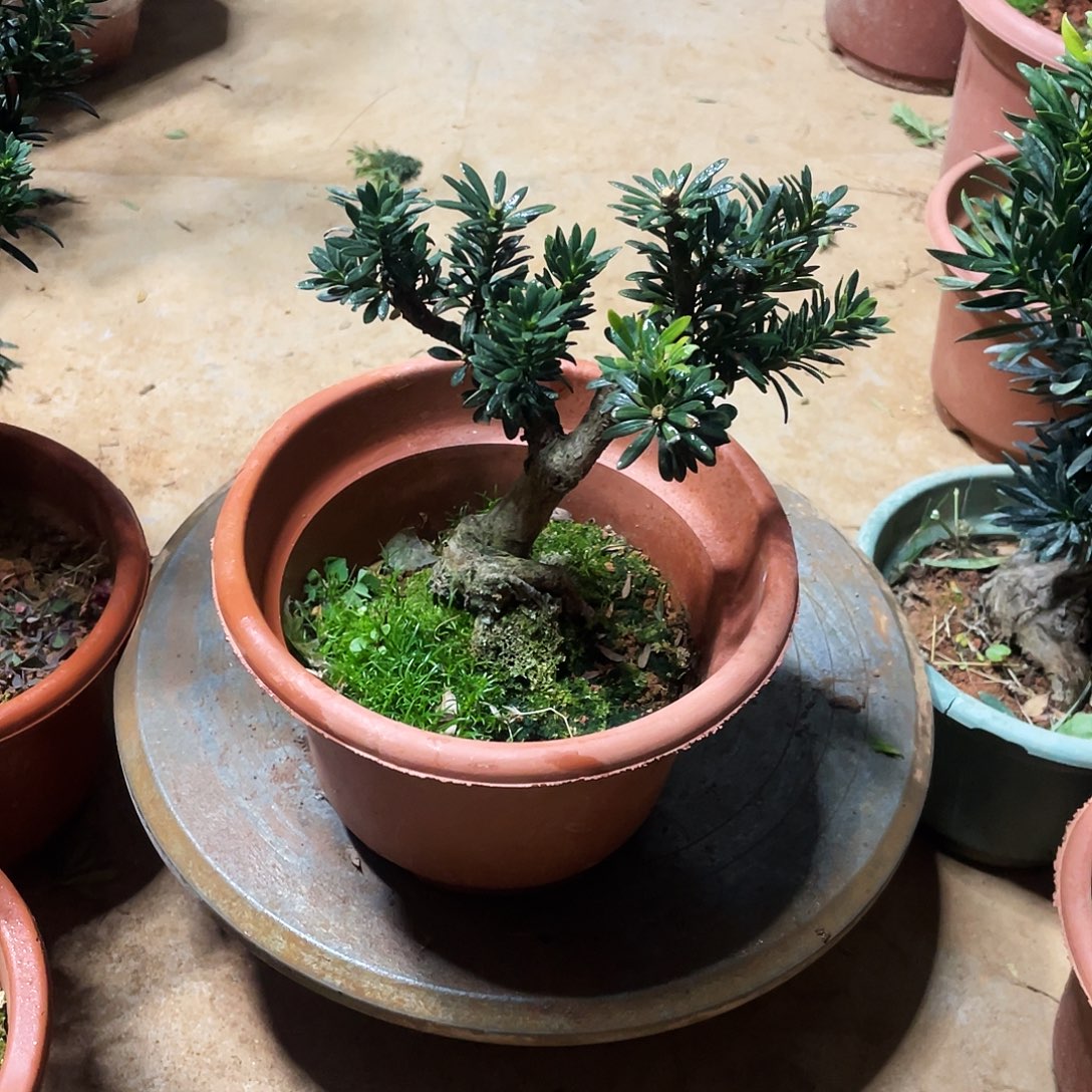 小***星完全开放罗汉松盆景罗汉松