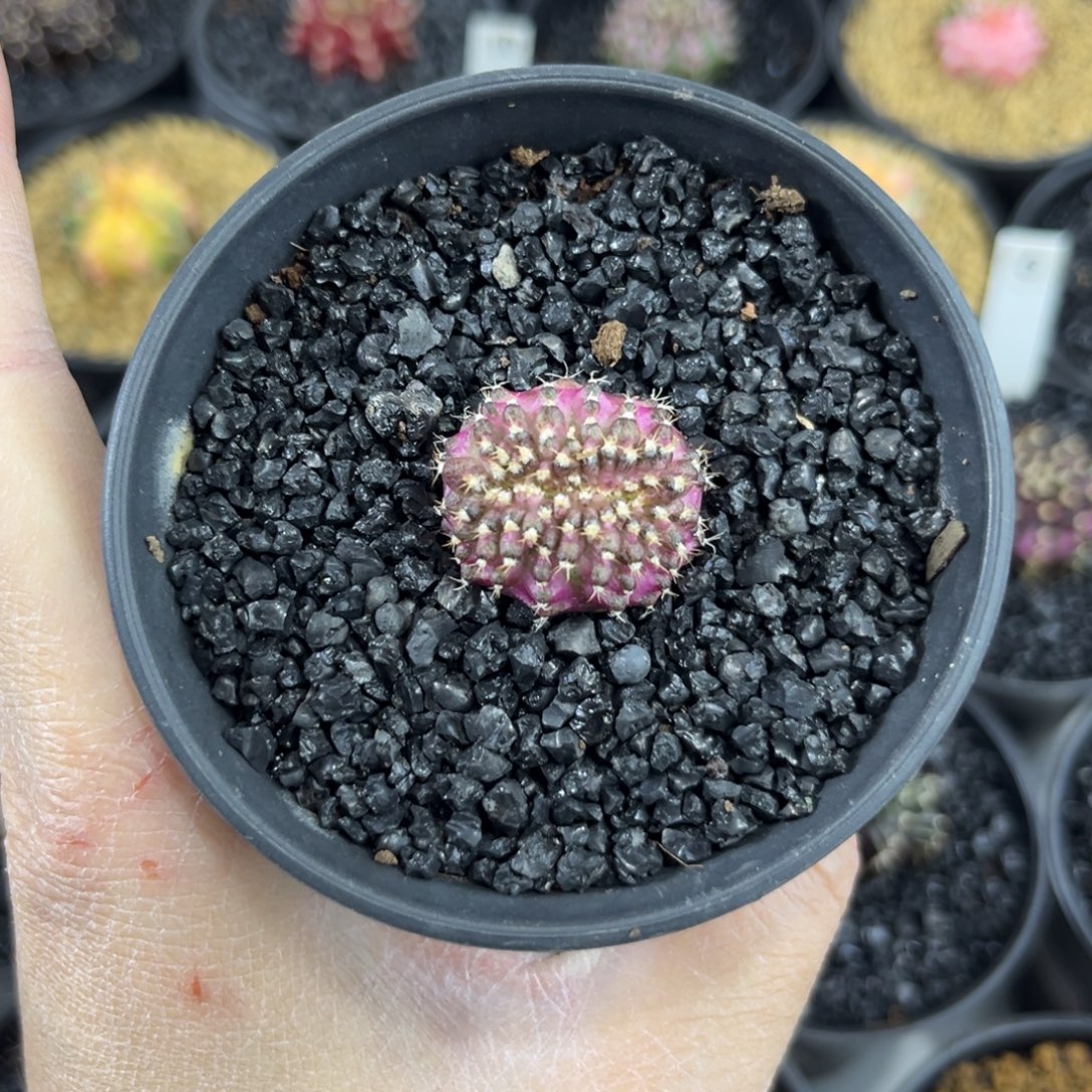 缀化紫海神仙人球