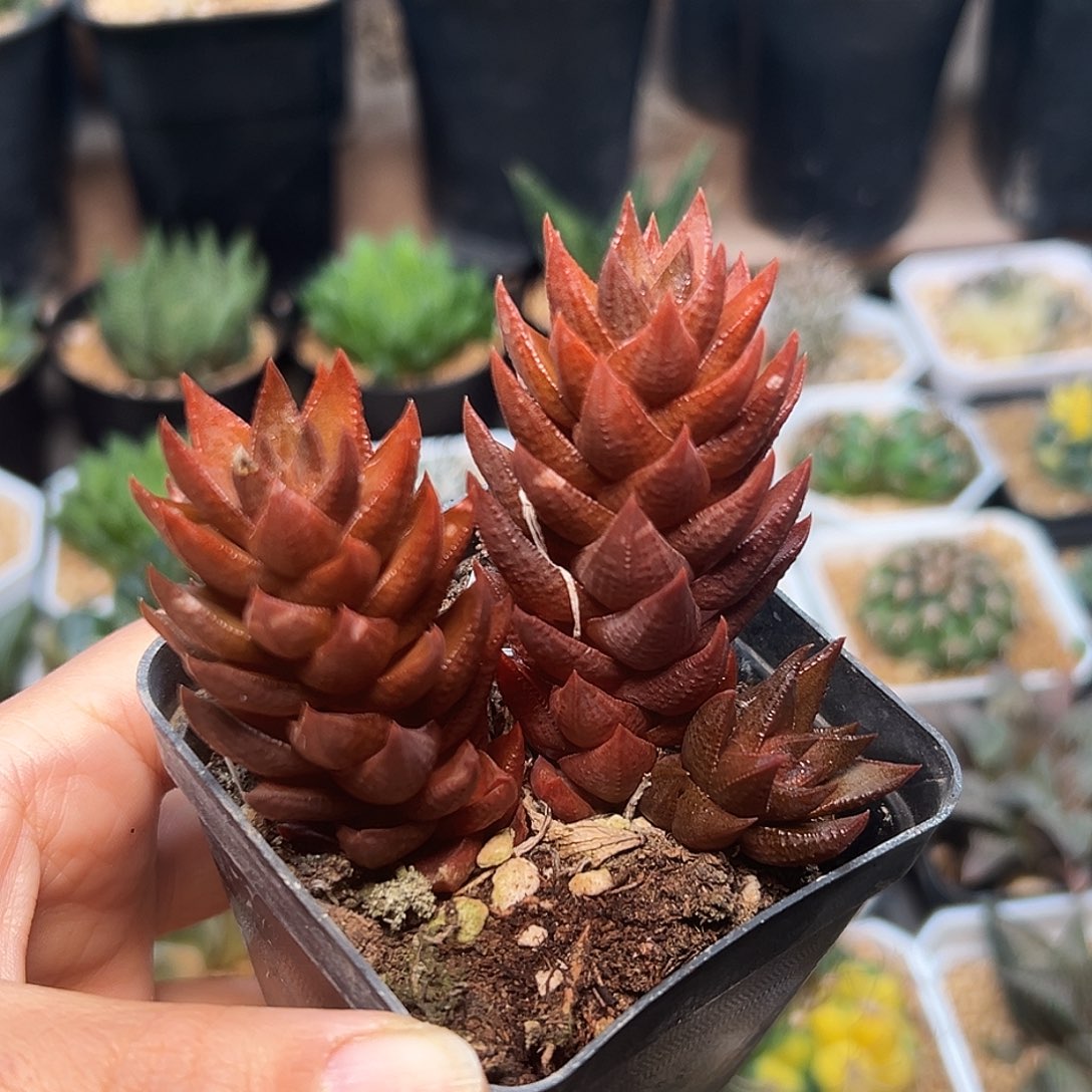 红蜥蜴群一颗一颗