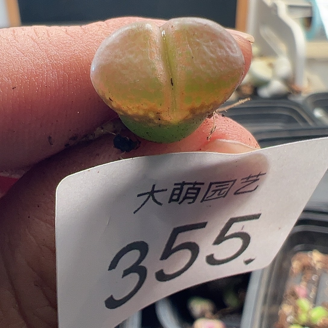 一物一拍。 AP种源PNSP。 355