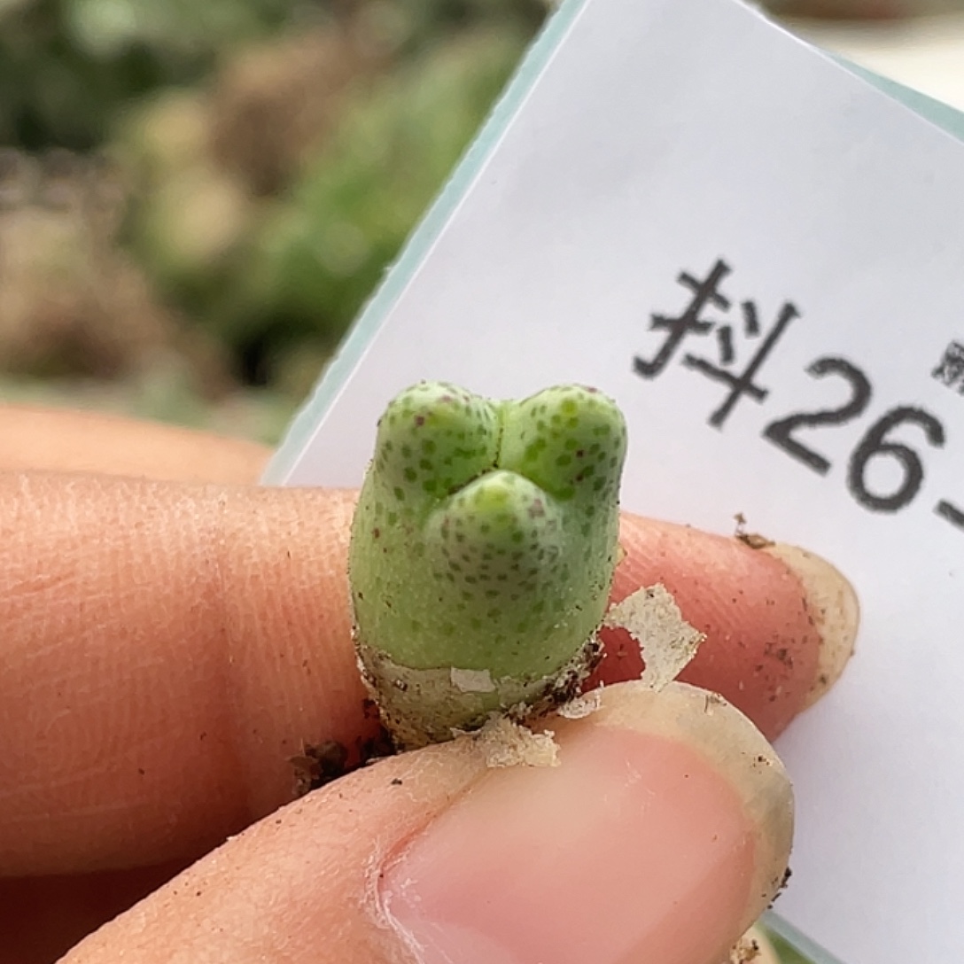 26-85鹿角斑马肉锥