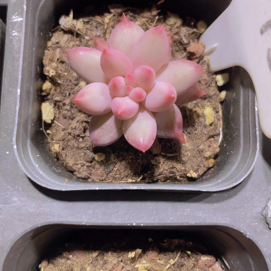 金鱼姬a043一物一拍