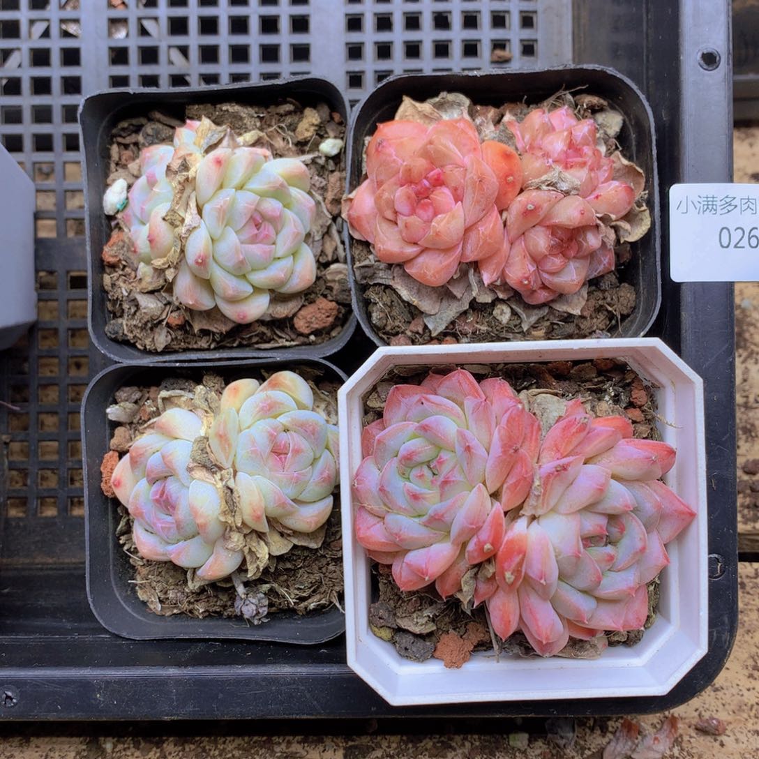 纯***马我要睡觉啦晚安了026