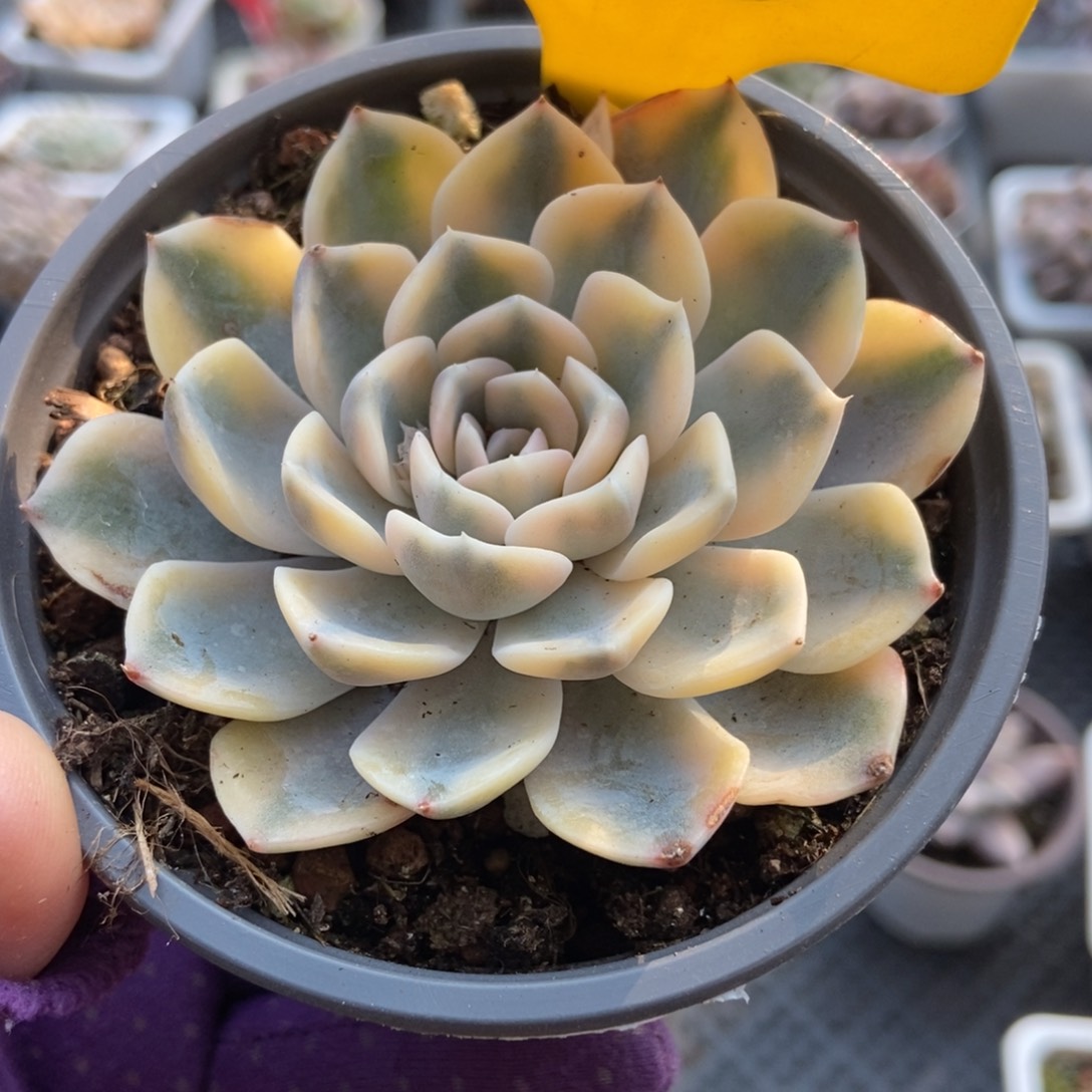 855汉堡锦多肉植物