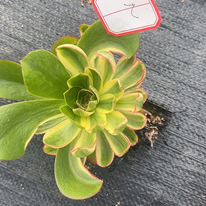 法师锦好好看2号好好看