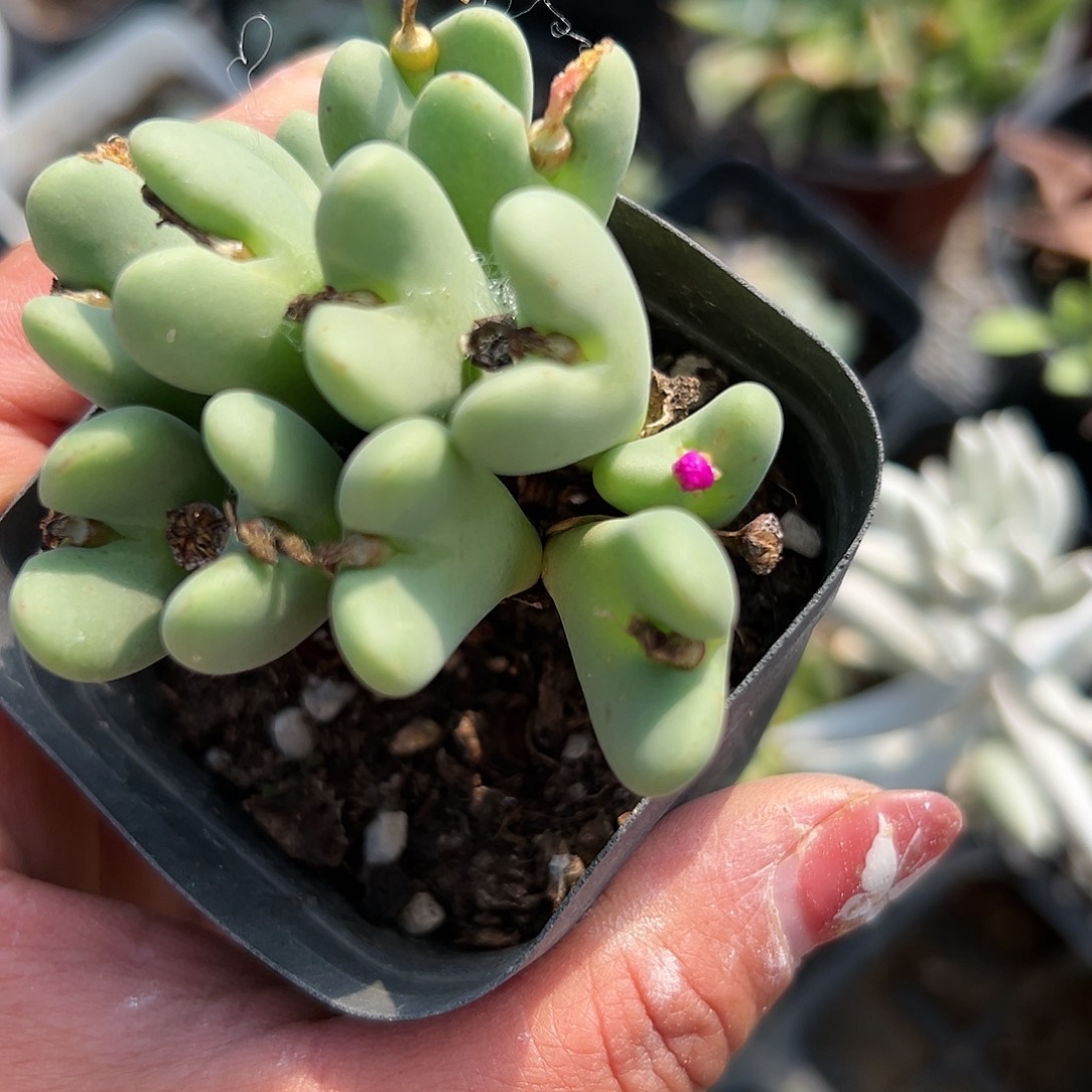 多肉植物多肉植物