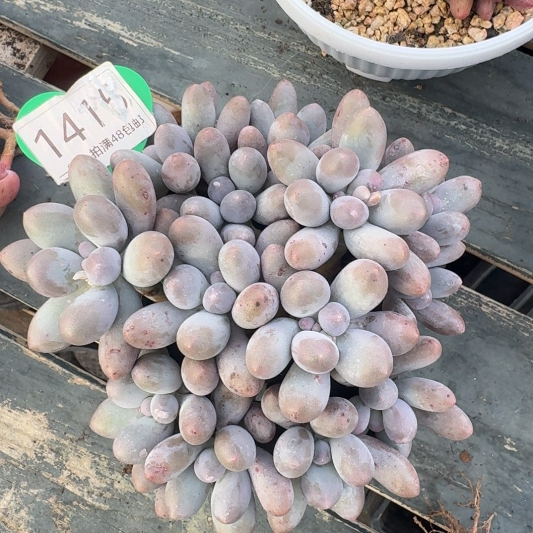 大叶汤圆微瑕开播福利