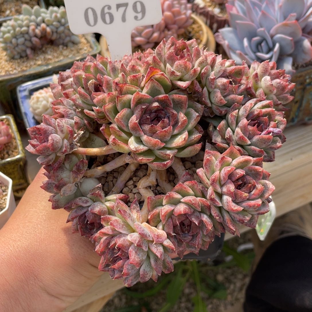 0679黑水晶不带盆16厘米