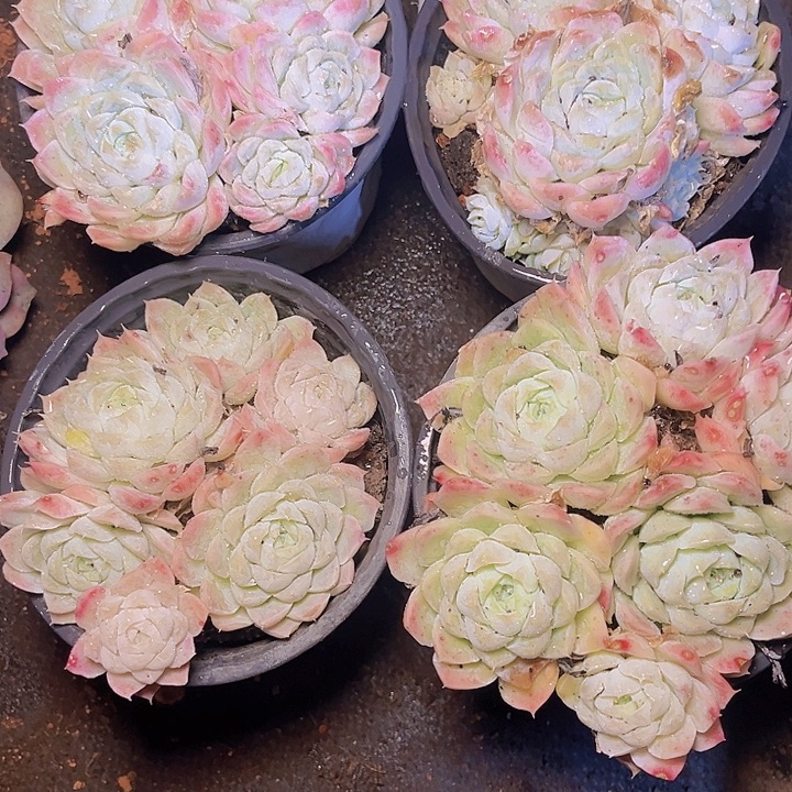 豆***m在这个充满生机又神秘美丽色彩