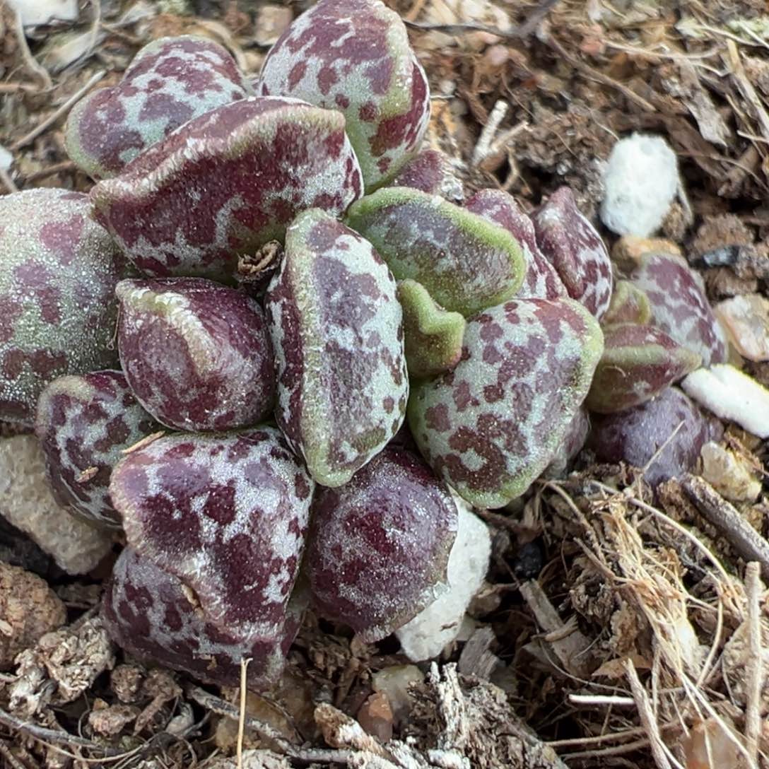 星空奶油墨点斑达摩海豹多肉