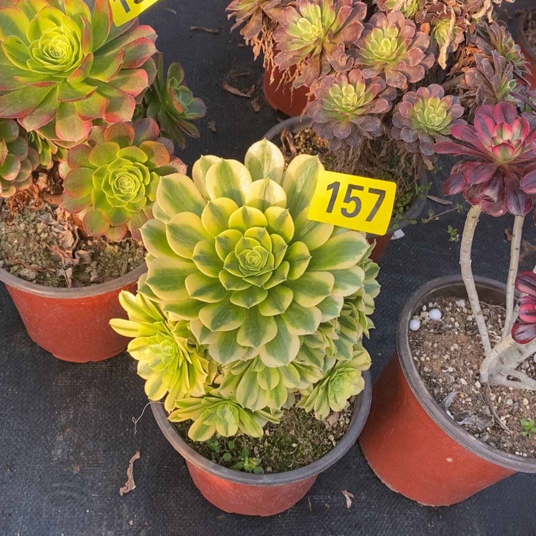 金丝翡翠多肉法师157