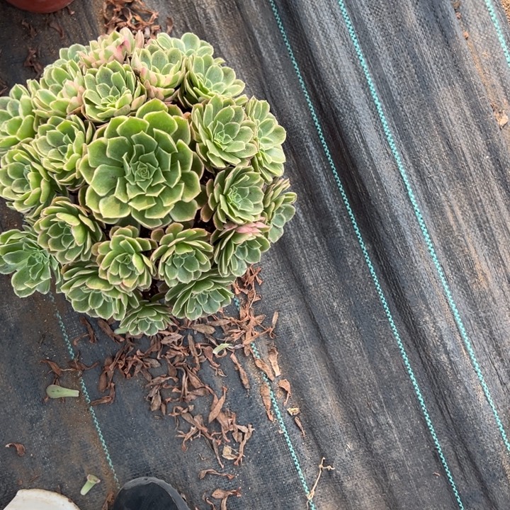 余***就桃美人多肉植物花花
