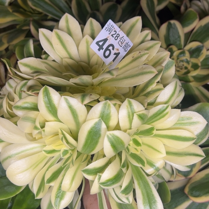 461南新尼亚多肉植物