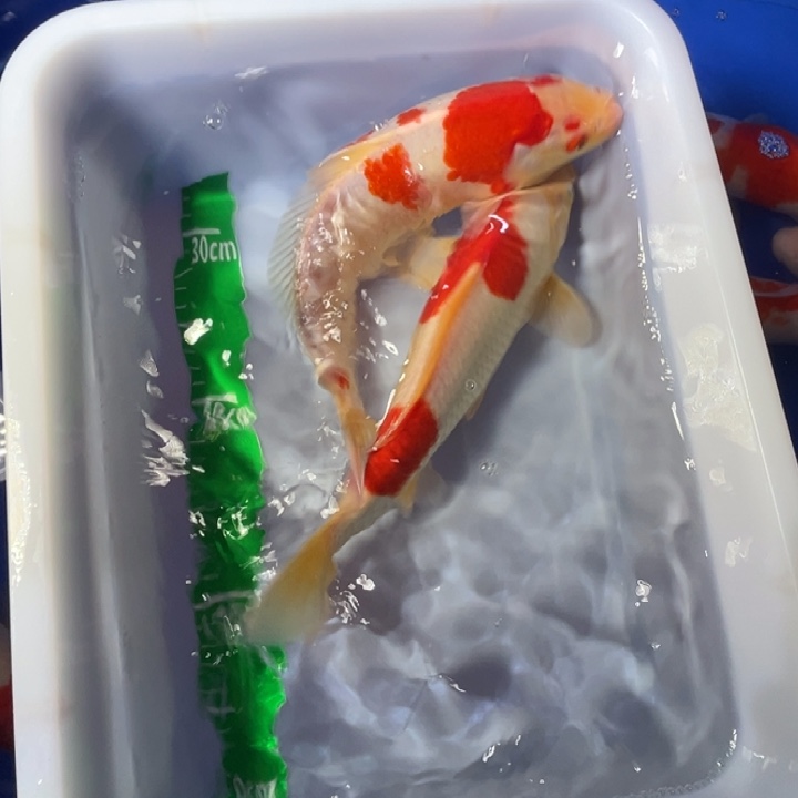 锦鲤锦鲤红白红白