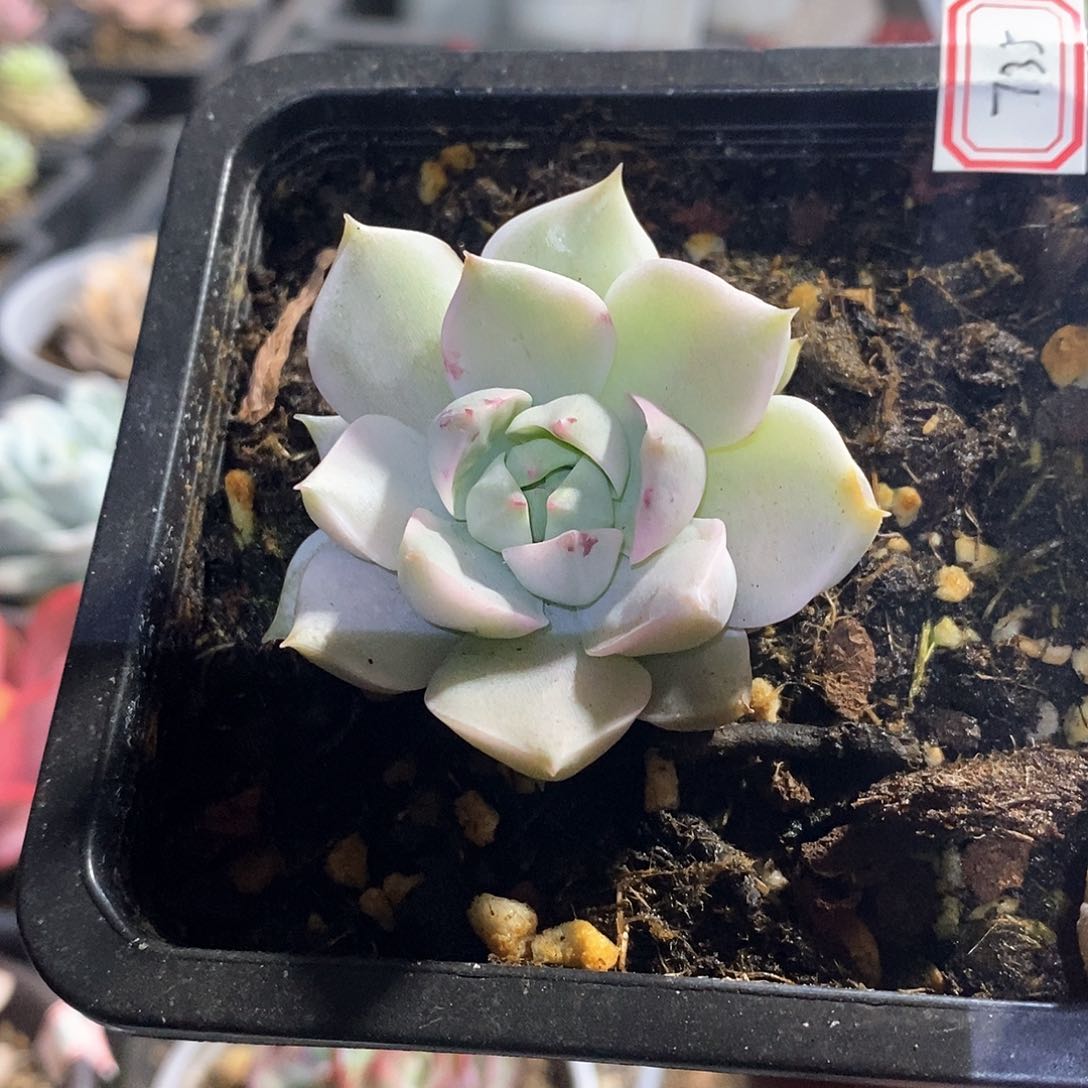 A735精美多肉白牡丹锦