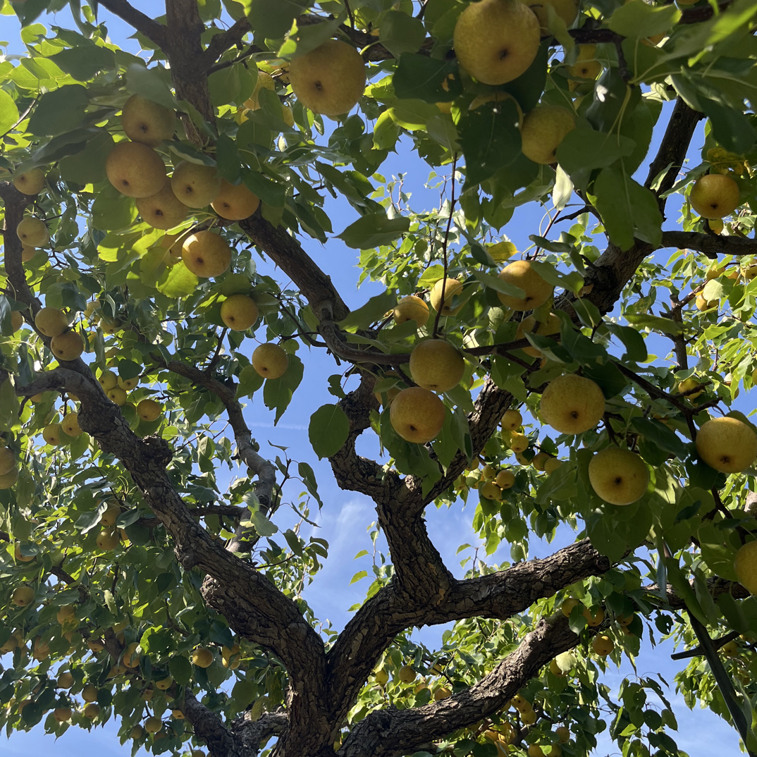 花盖梨皮薄多汁脆香微黄新鲜现摘现发当季