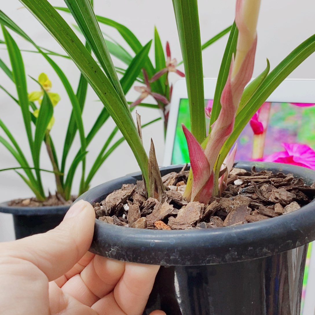 随****大部分花苞少量开放