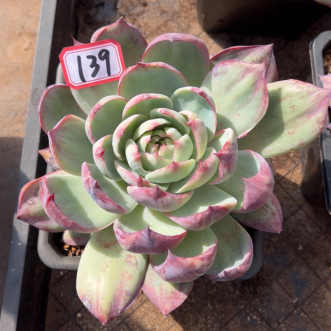 139号惊鸿，一物一拍