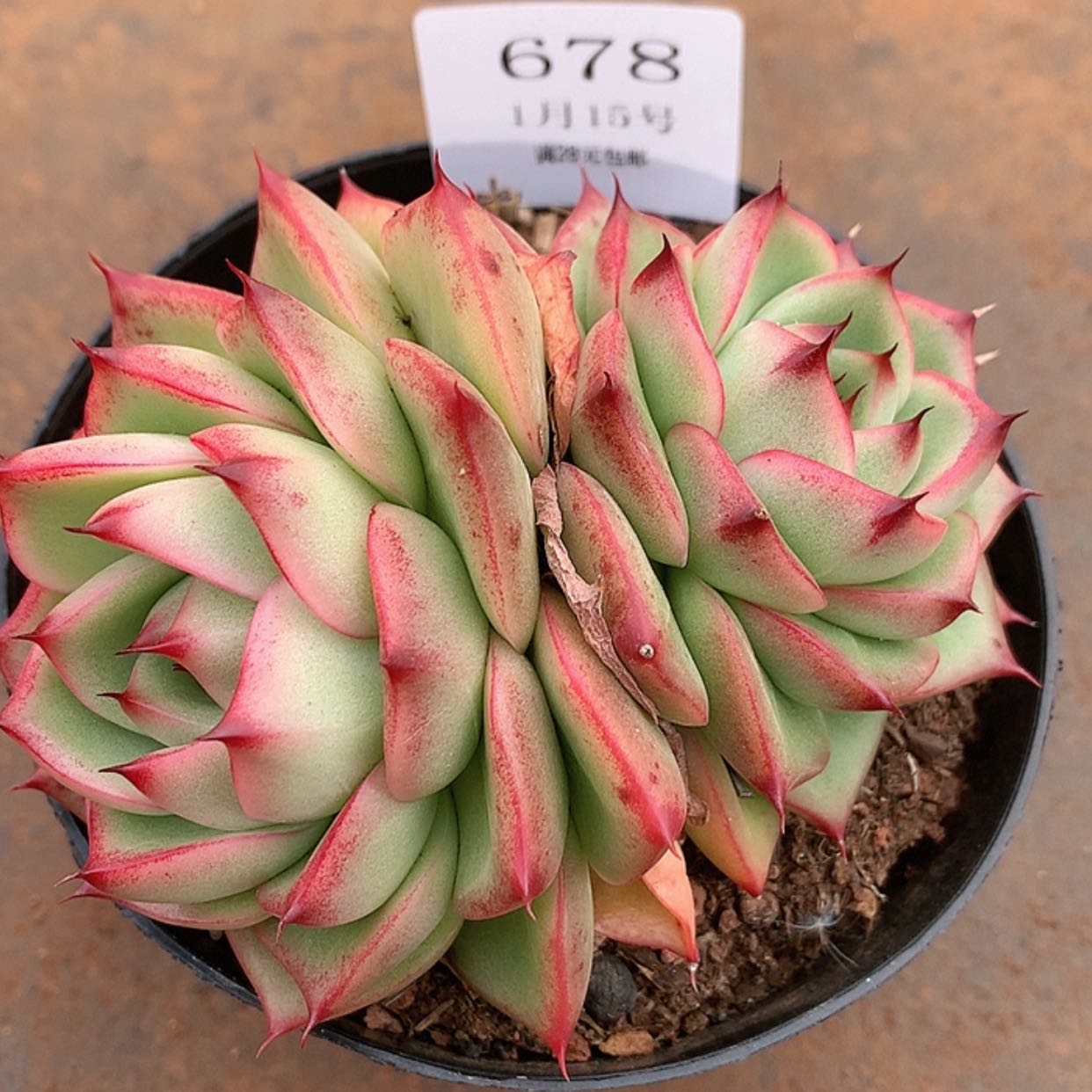 【闪购商品】云678