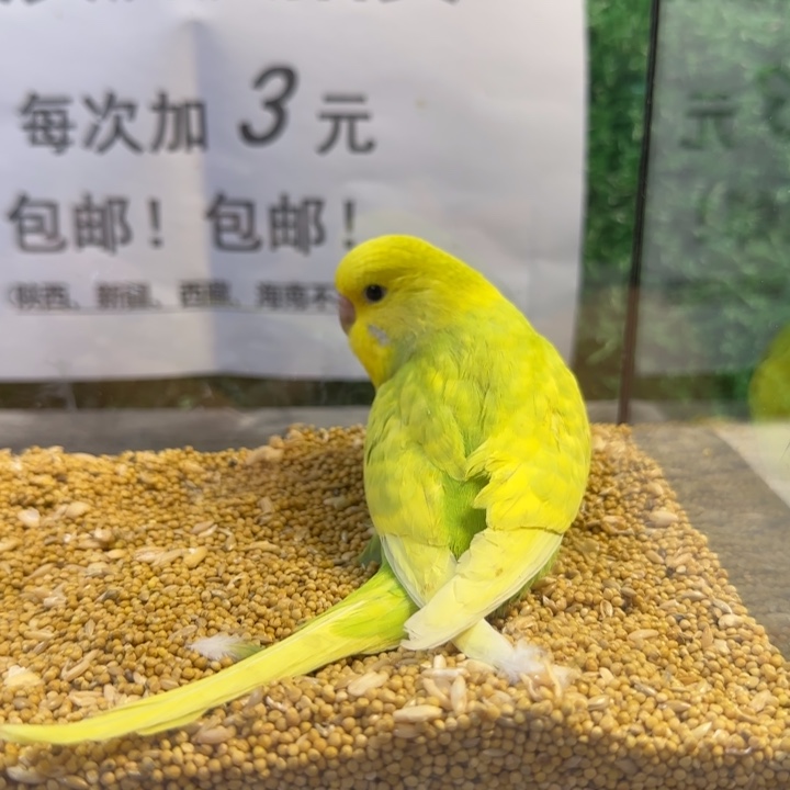 虎皮鹦鹉大头虎皮鹦鹉