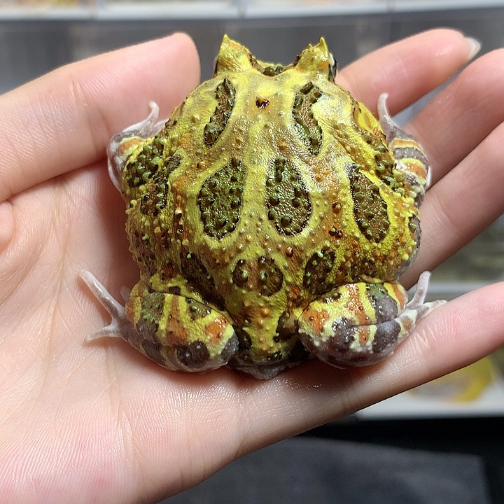 角蛙1353瑕疵灰藤变异 公