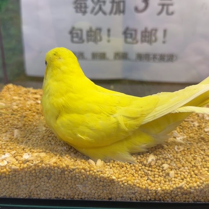 虎皮鹦鹉大头虎皮鹦鹉