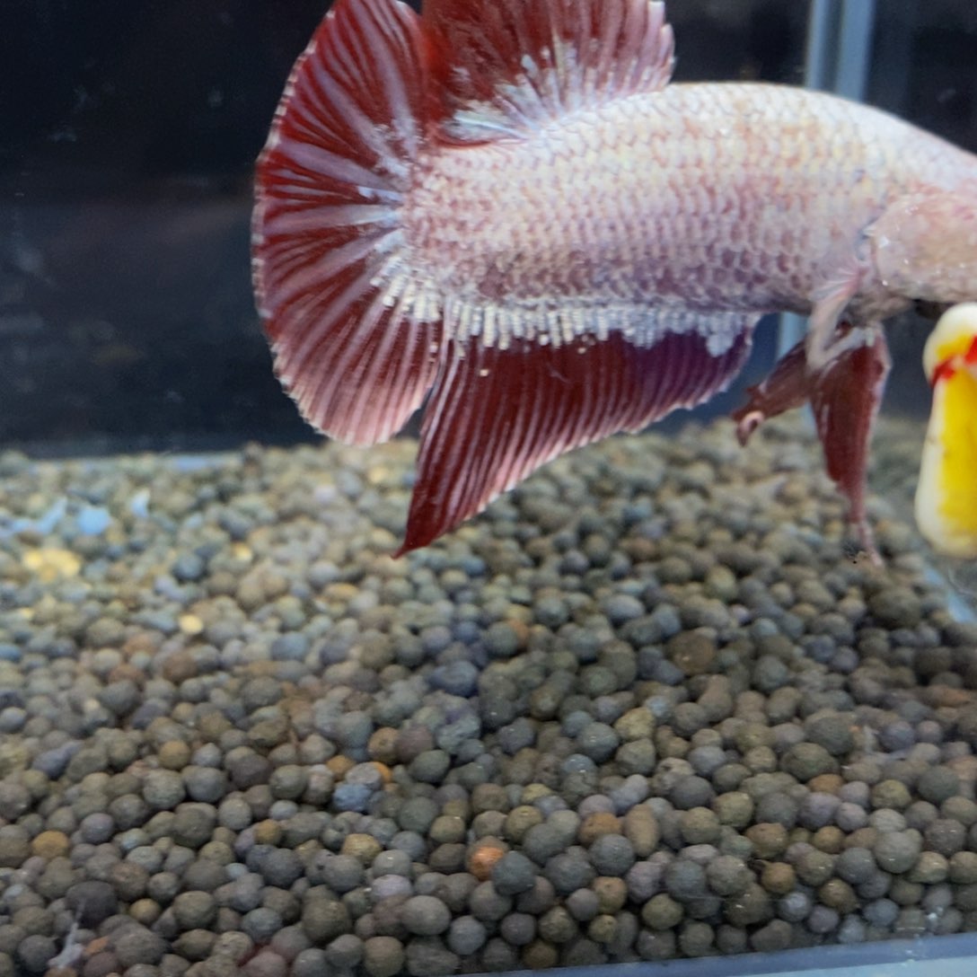 热带鱼公527巨斗