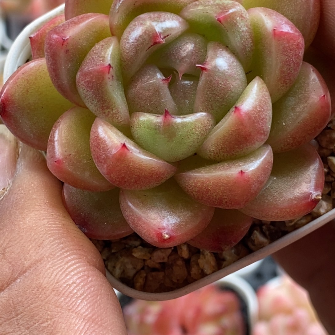 天官赐福百无禁忌