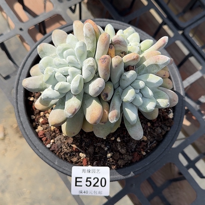 橙*露拇指多肉植物