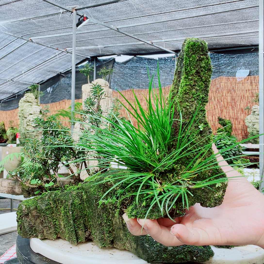 牛***牛当前无花栽培后可以开花