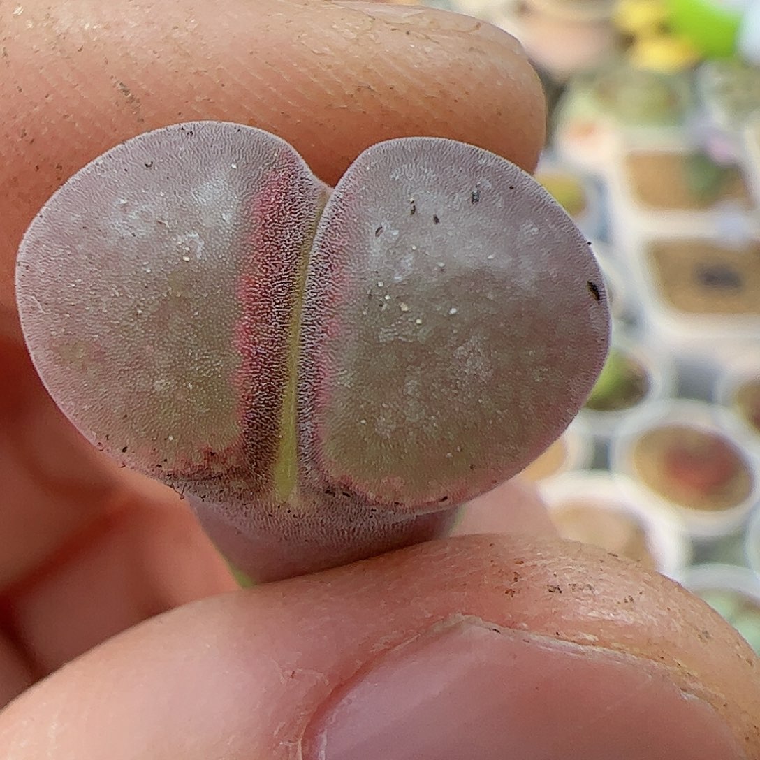 【闪购商品】101 粉钻