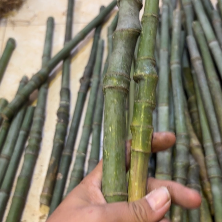 万***缘实心竹竹竹竹竹竹竹竹