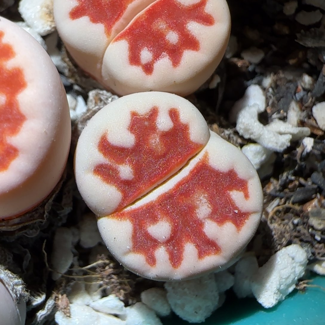 1.16，tp无人福利，9015