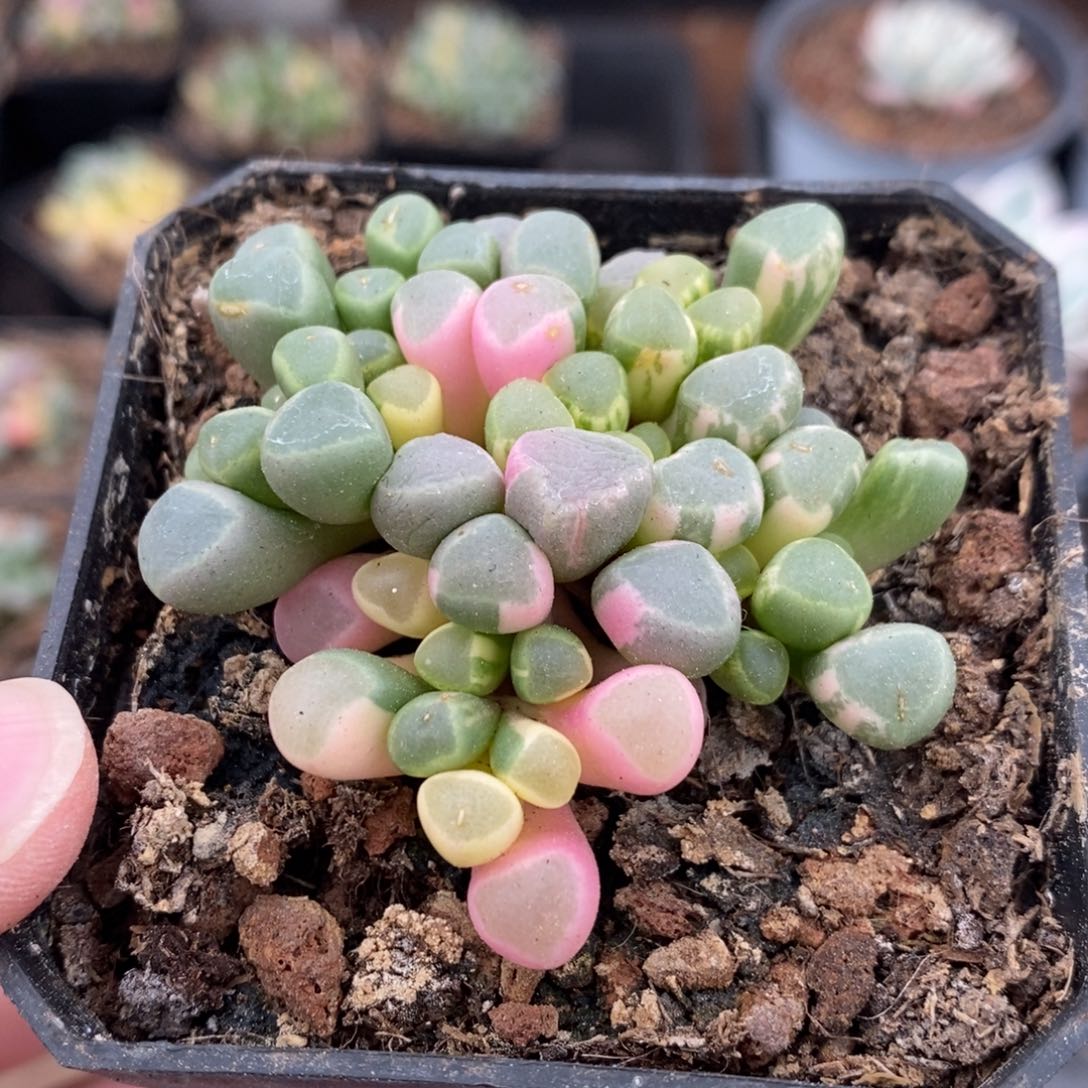 五十铃玉锦多肉植物3号