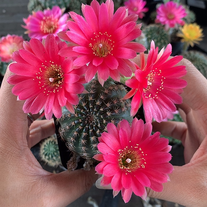 716 实生丽花7厘米盆