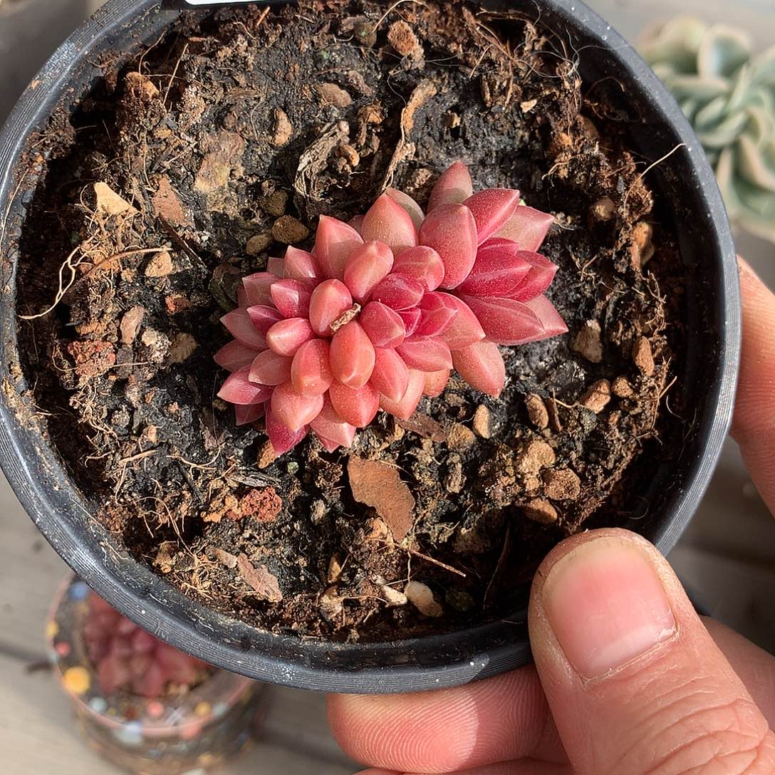 施***鱼360鱼的赫菲多肉一棵111